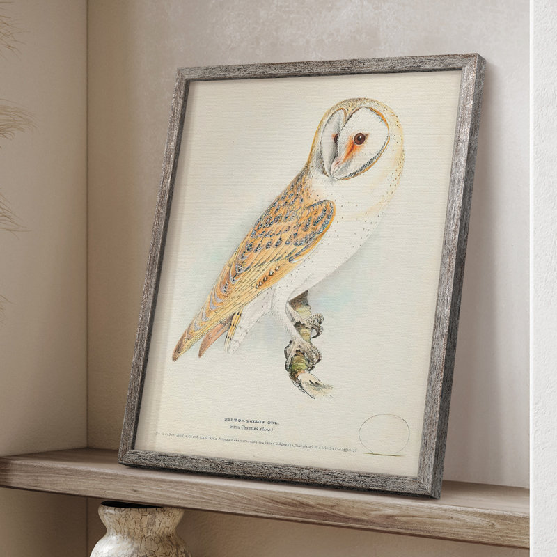 Barn Owl Framed Print - Solid Wood
