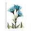 "Gentian L301", toile tendue par Albert Koetsier-1732654352
