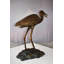 Nanava Great Blue Heron Brown Patina Bronze Statue Size: 25" x 15" x 25"H
