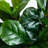 Fiddle Leaf Fig in White Planter