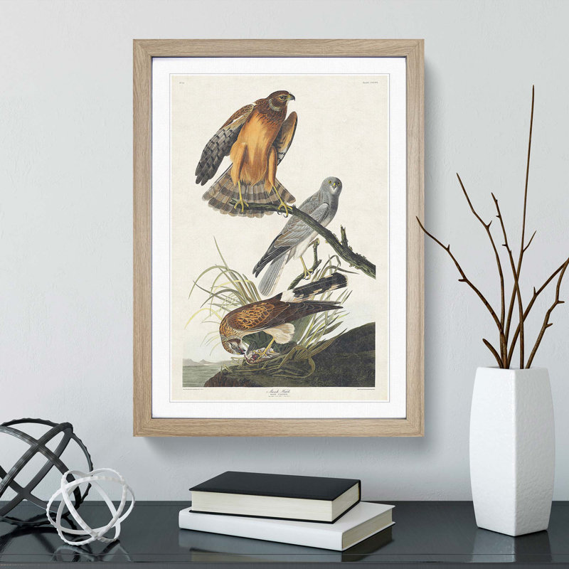 Marsh Hawks by John Audubon - Framed Print, 36cm H x 27cm W x 2cm D, Oak Framed
