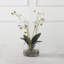 Orchidée Uttermost Glory