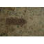 Tapis traditionnel beige en soie Timeless 7x7