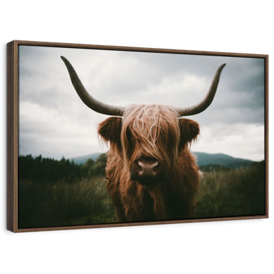 Brampt Open Field Highland Cow