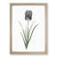 Mourning Iris Flower by Pierre-Joseph Redoute - Picture Frame Painting Print-55581044-55581045