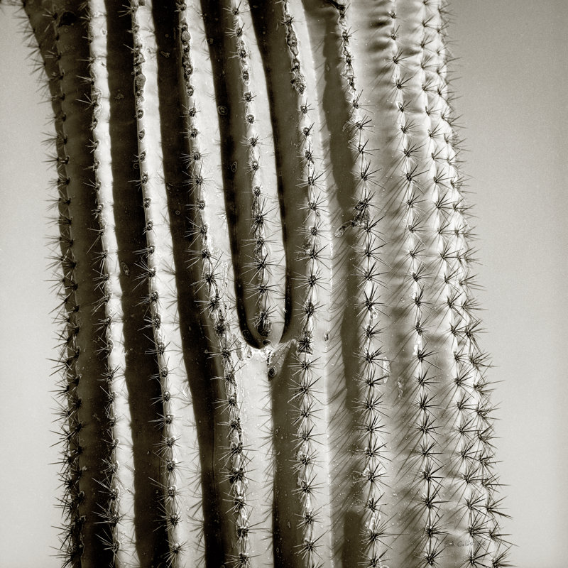 " Cactus Star ", 20" H x 20" W