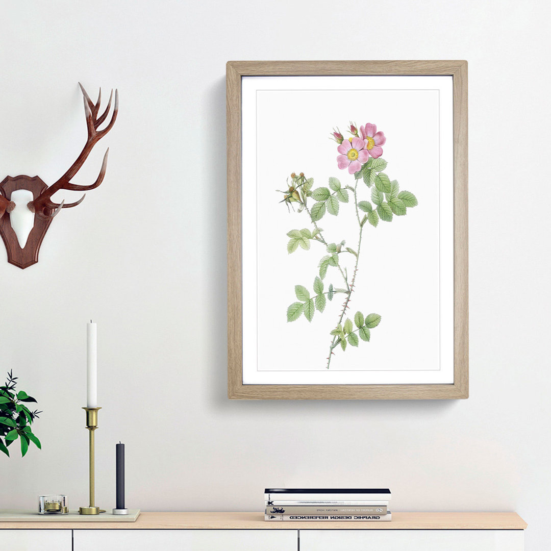 Sweetbriar Roses in Pink by Pierre-Joseph Redoute - Picture Frame Art Prints