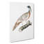 Pucras Pheasant Illustration by John Edward Gray - Wrapped Canvas Graphic Art Pint-55322358