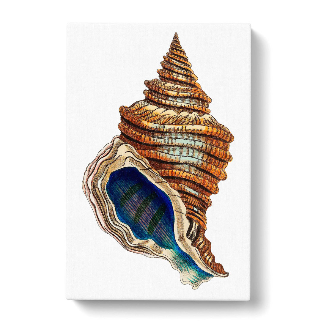 Seashell by George Shaw - Wrapped Canvas