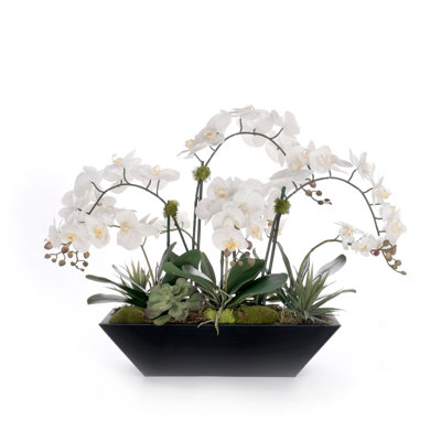 Arrangement de fleurs d'orchidées blanches en pot noir