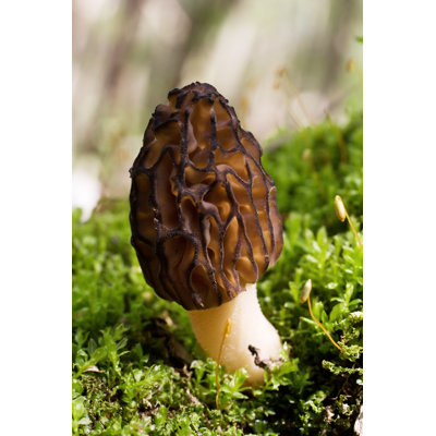 Morel Mushroom par Gabes - Photographie sur toile tendue