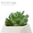 2.75" Artificial Pachyphytum Succulent in Planter