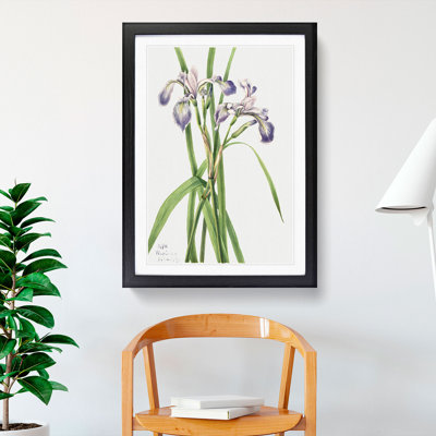 Blueflag Iris by Mary Vaux Walcott - Picture Frame Painting
