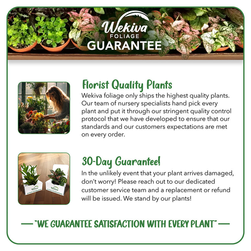 Our Lady of Guadalupe Pink Rose Bush Live Starter Plant