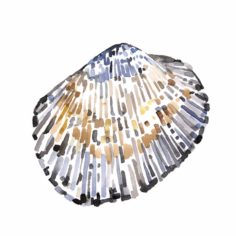 Coquilles simples IV, H 36 po x l 36 po