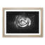 Rose Rodion Kutsaev - Picture Frame Graphic Art-56876587-56876591