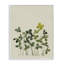 Hidden Gems Botanicals, giclée encadrée, design par Grace Popp-842761179-842761158