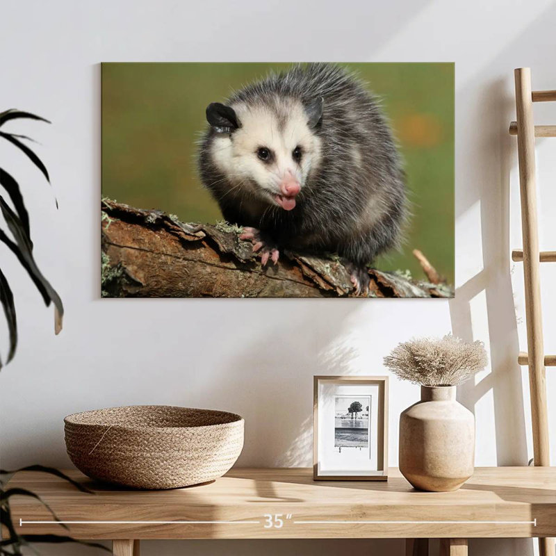 Bramble Angry Opossum, H 8 po x l 12 po
