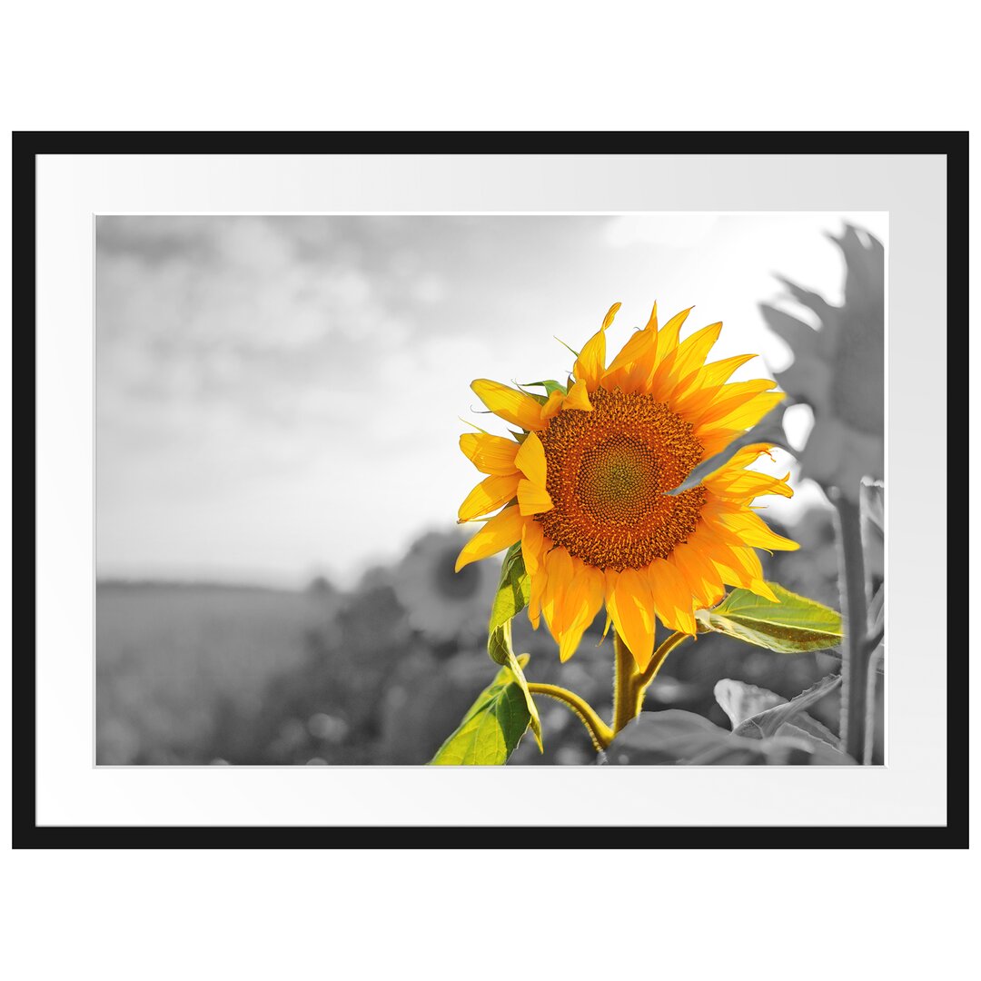 Gerahmtes Poster Nahaufnahme einer Sonnenblume