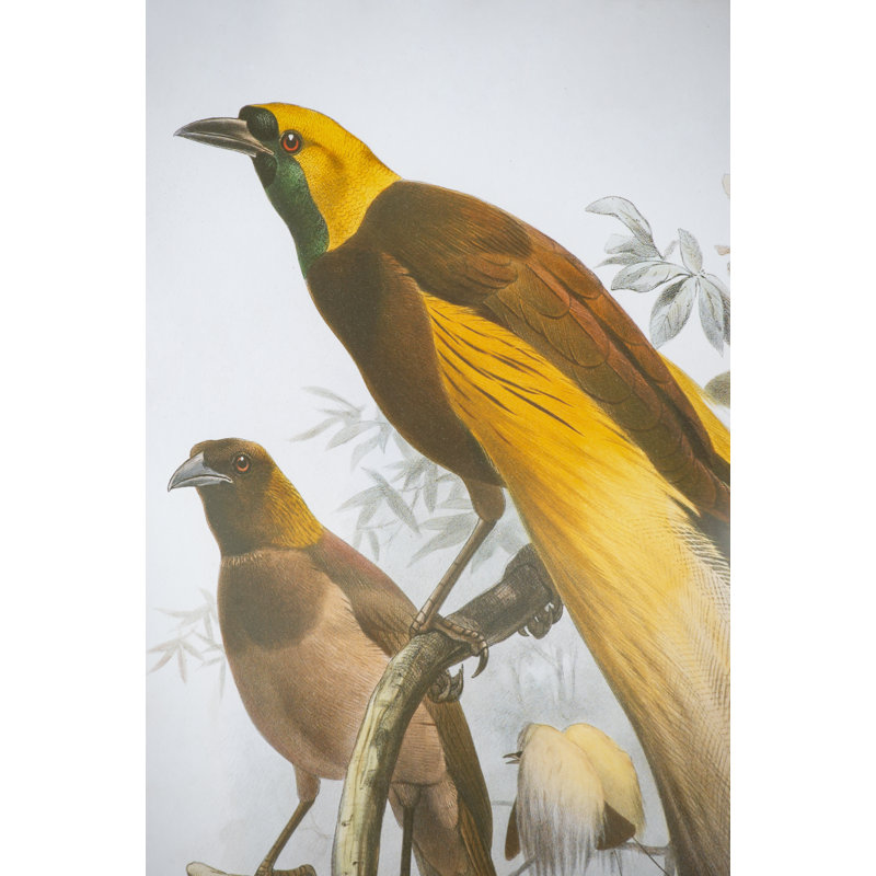Oiseau - ensemble de 2 reproductions sur papier encadrées