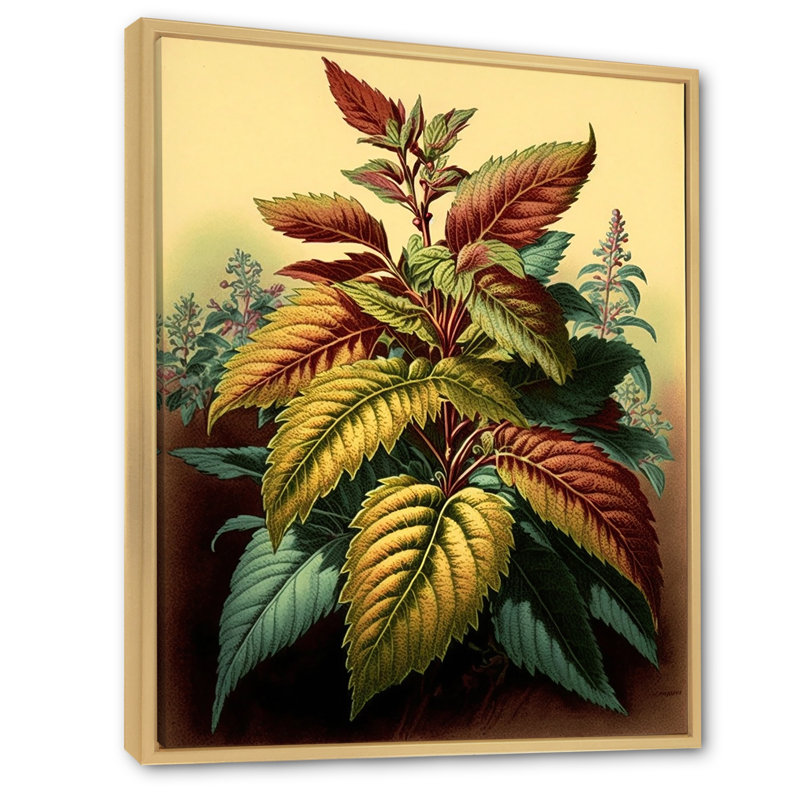 «Coleus Plant Vintage Botanical Illustration I», reproduction sur toile, Cadre flottant brun, H 32 po x l 24 po x P 1 po