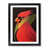Black Framed selected