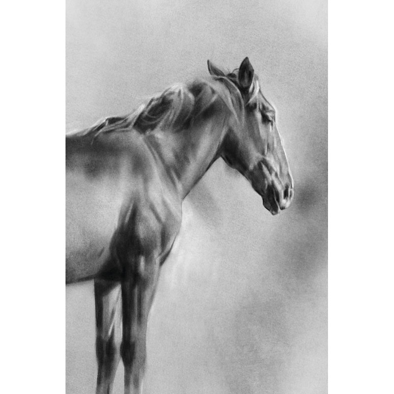 Charcoal Equine Portrait I by Emma Caroline - Wrapped Canvas Print, 30cm H x 20cm W