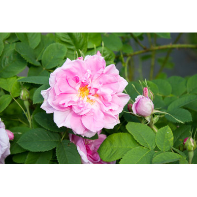 Champlost Damask Rose - Wrapped Canvas Print