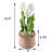 Tulip Arrangement in Planter