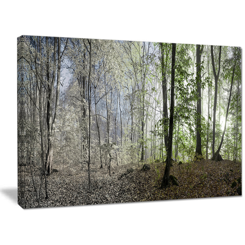 «Green Morning in Forest Panorama», reproduction de photo sur toile tendue, H 30 po x l 40 po x P 1 po