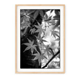 Japanese Maple - Picture Frame Photograph
