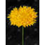 Yellow Chrysanthemum - Rustic Botanical Framed Canvas Decor