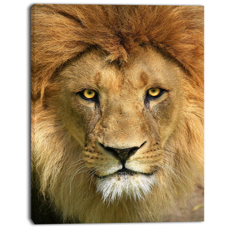 « lion avec visage calme », impression sur toile, H 20 po x l 12 po x P 1po
