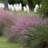 3 gal. Pink Muhly Grass