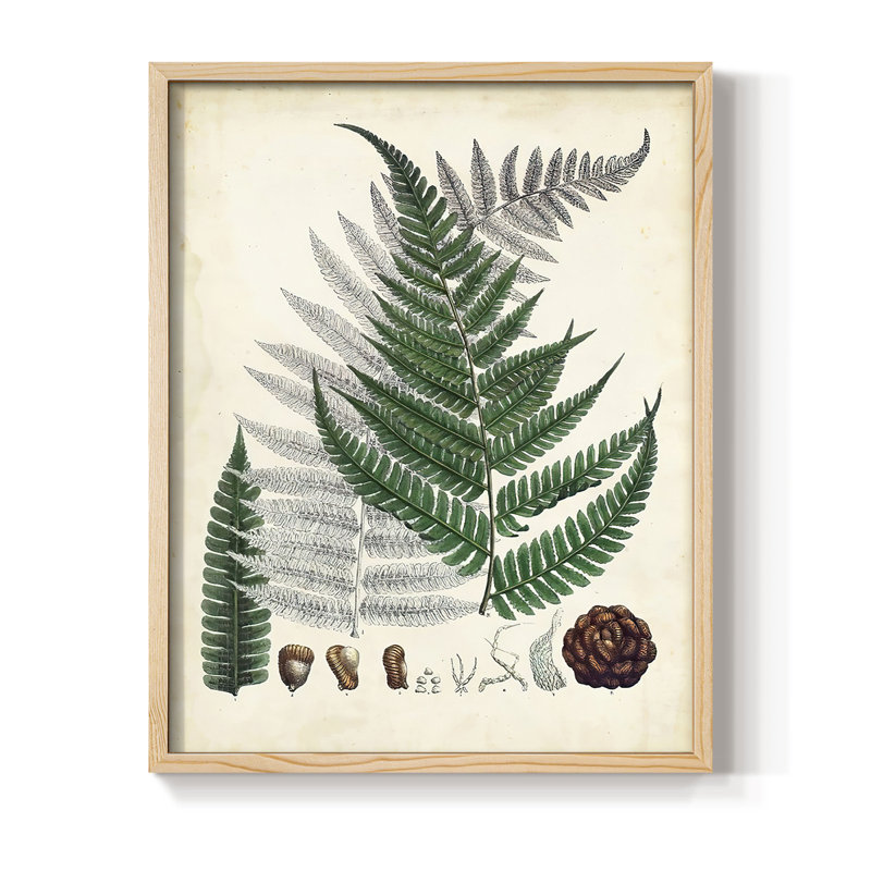 Collected Ferns II Framed Print - Solid Wood, 21" H x 17" W