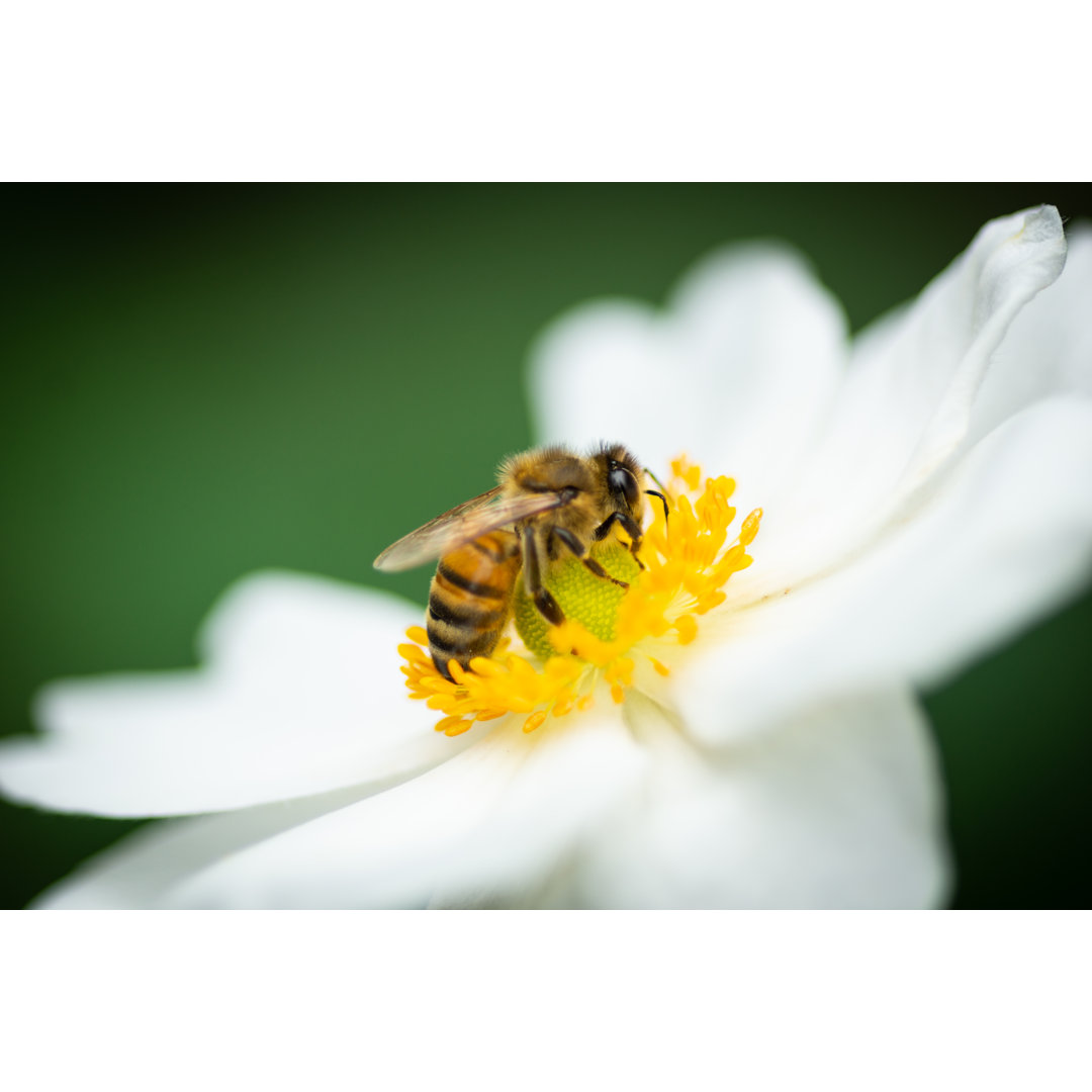 Honey Bee von LeoniekvanderVliet - Kunstdrucke auf Leinwand