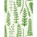 Ferns - Juniper