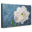 White Amaryllis Flower - Wrapped Canvas-56640788