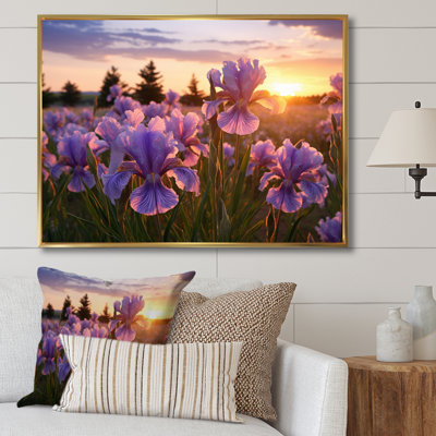 Champ d'iris mauve avec coucher de soleil II