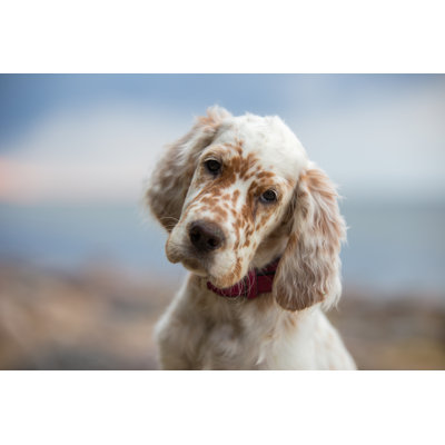 Pictures Of English Setter Puppies. - Wrapped Canvas Print