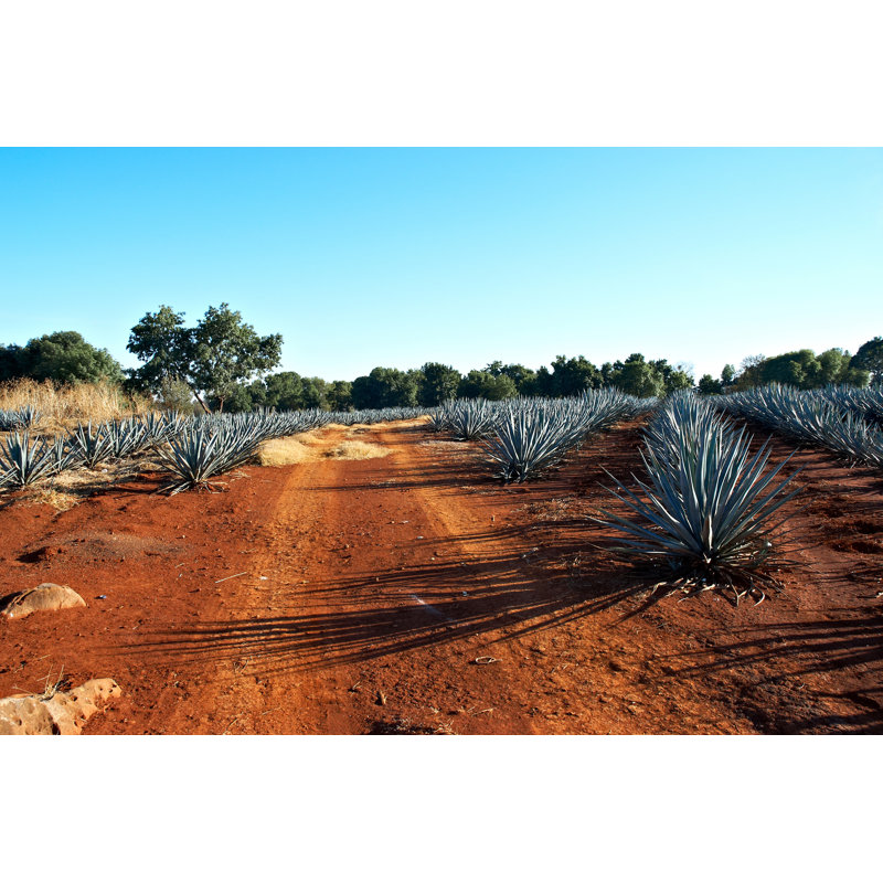 Tequila Landscape by Camaralenta - Wrapped Canvas Print, 61cm H x 91cm W