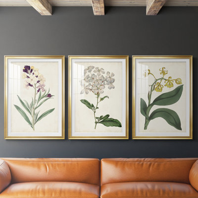Antique Botanical Collection VII - reproduction sur mesure encadrée de qualité supérieure - 3 pièces