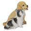 Golden Retriever et chaton