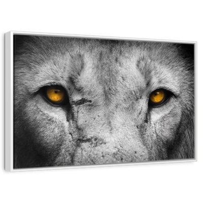 Pop aux yeux de lion
