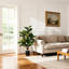 Figuier figuier en pot 41,25 po Amee
