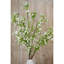 Anastasija Arrangement