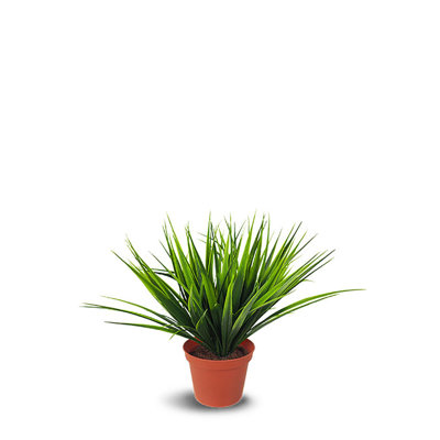 Herbe en pot