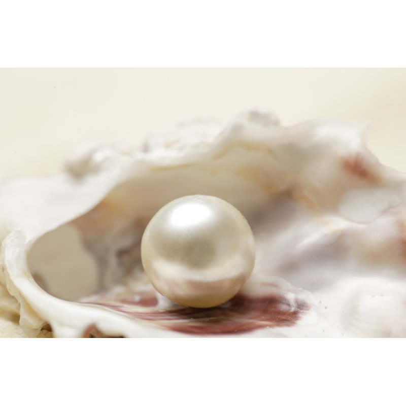 Organic Pearl In A Shell - Wrapped Canvas Print, 30cm H x 46cm W x 3.8cm D