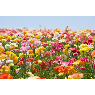Flower Field - Wrapped Canvas Print