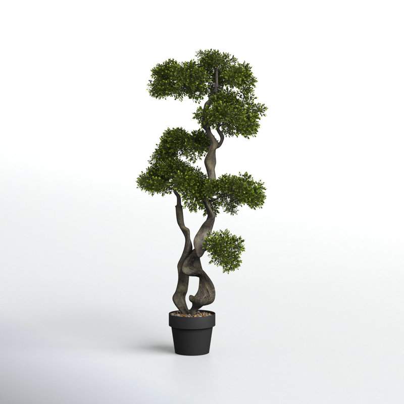 Panama Bonsai en pot